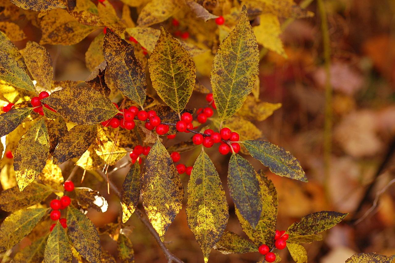 Ilex Verticillata Winter Red - View 18 from www redcrocus com