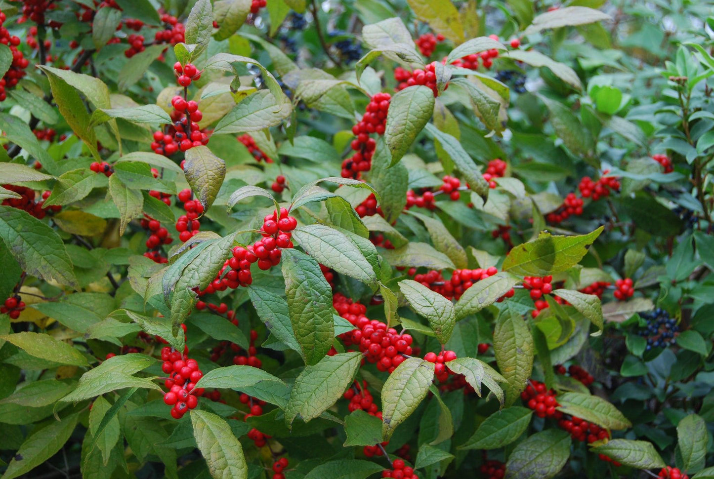 Ilex Verticillata Winter Red - View 2 from www redcrocus com