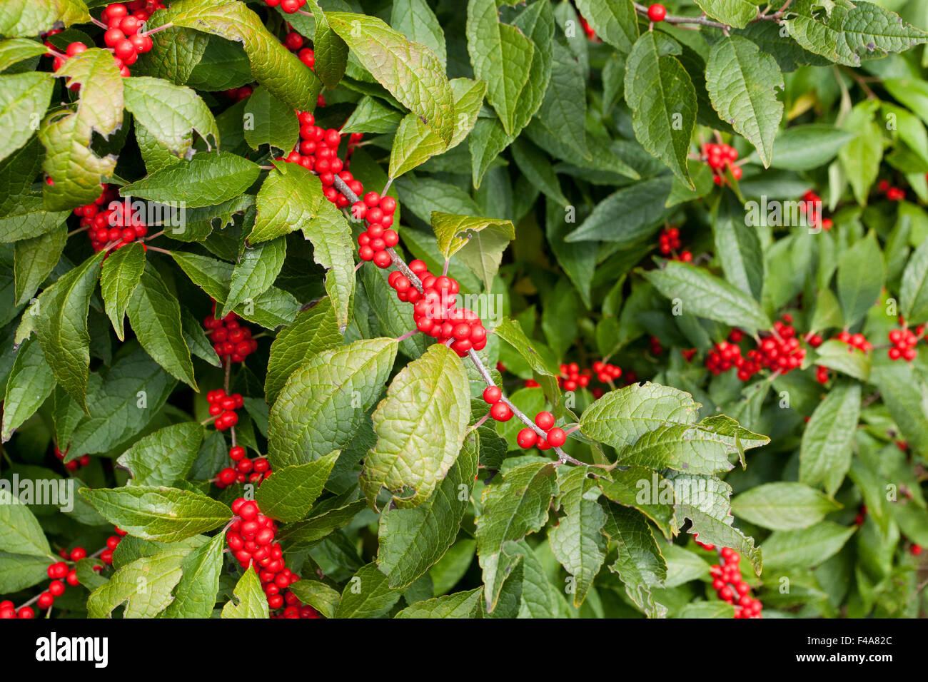 Ilex Verticillata Winter Red - View 6 from www redcrocus com