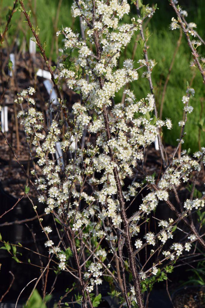 Prunus Maritima - View 13 from www redcrocus com