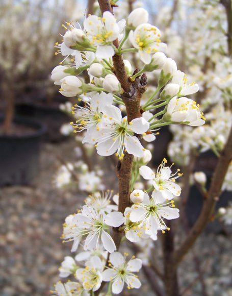 Prunus Maritima - View 14 from www redcrocus com