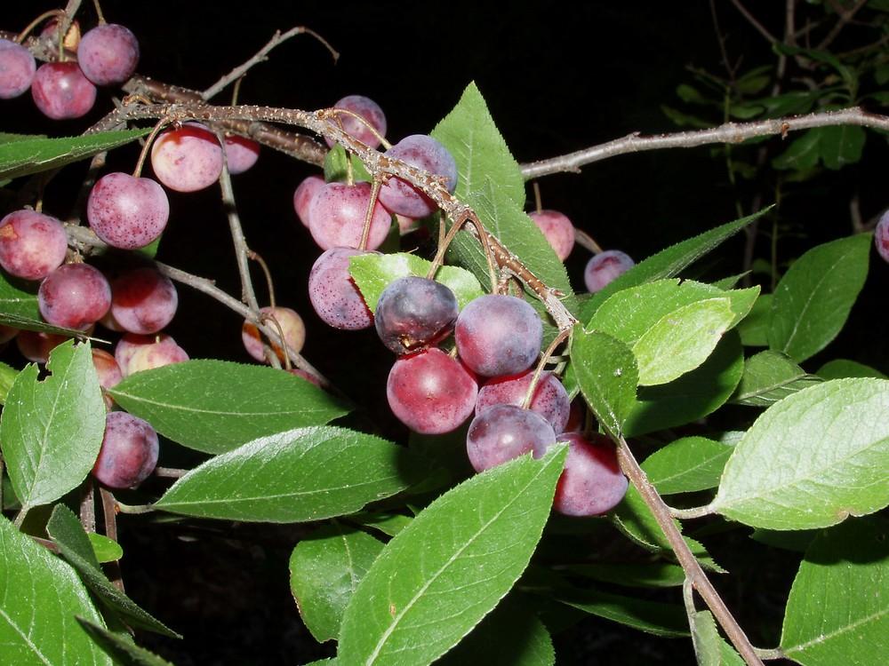 Prunus Maritima - View 16 from www redcrocus com