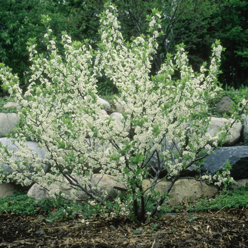 Prunus Maritima - View 3 from www redcrocus com