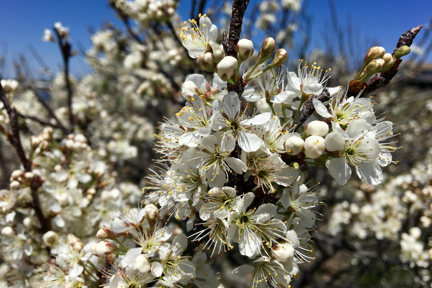 Prunus Maritima - View 4 from www redcrocus com