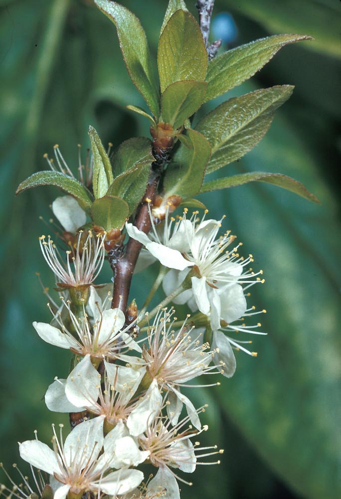 Prunus Maritima - View 5 from www redcrocus com