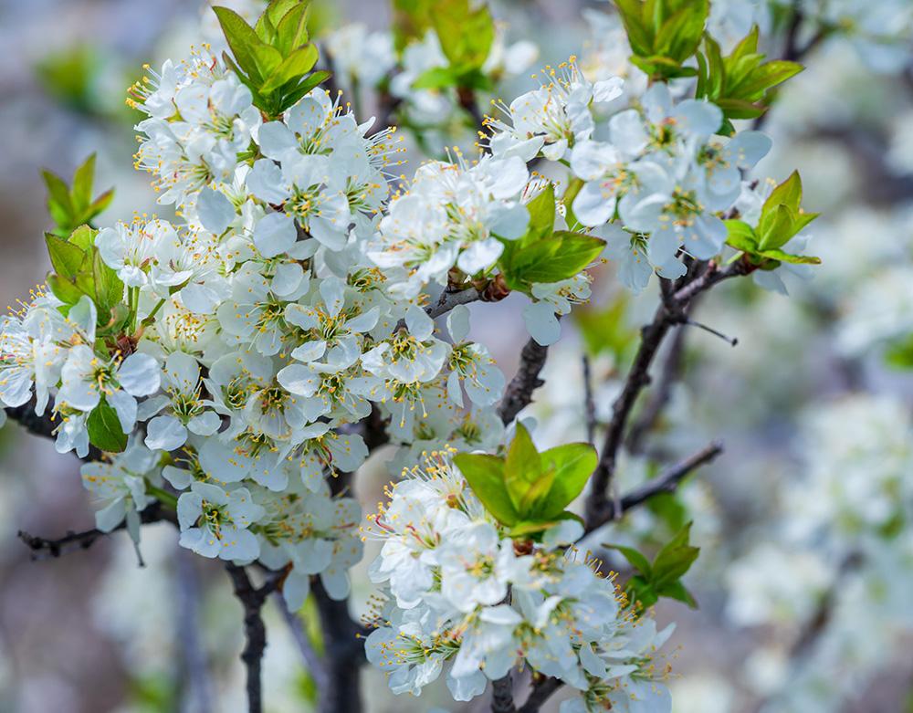 Prunus Maritima - View 6 from www redcrocus com
