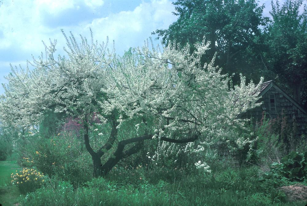 Prunus Maritima - View 7 from www redcrocus com