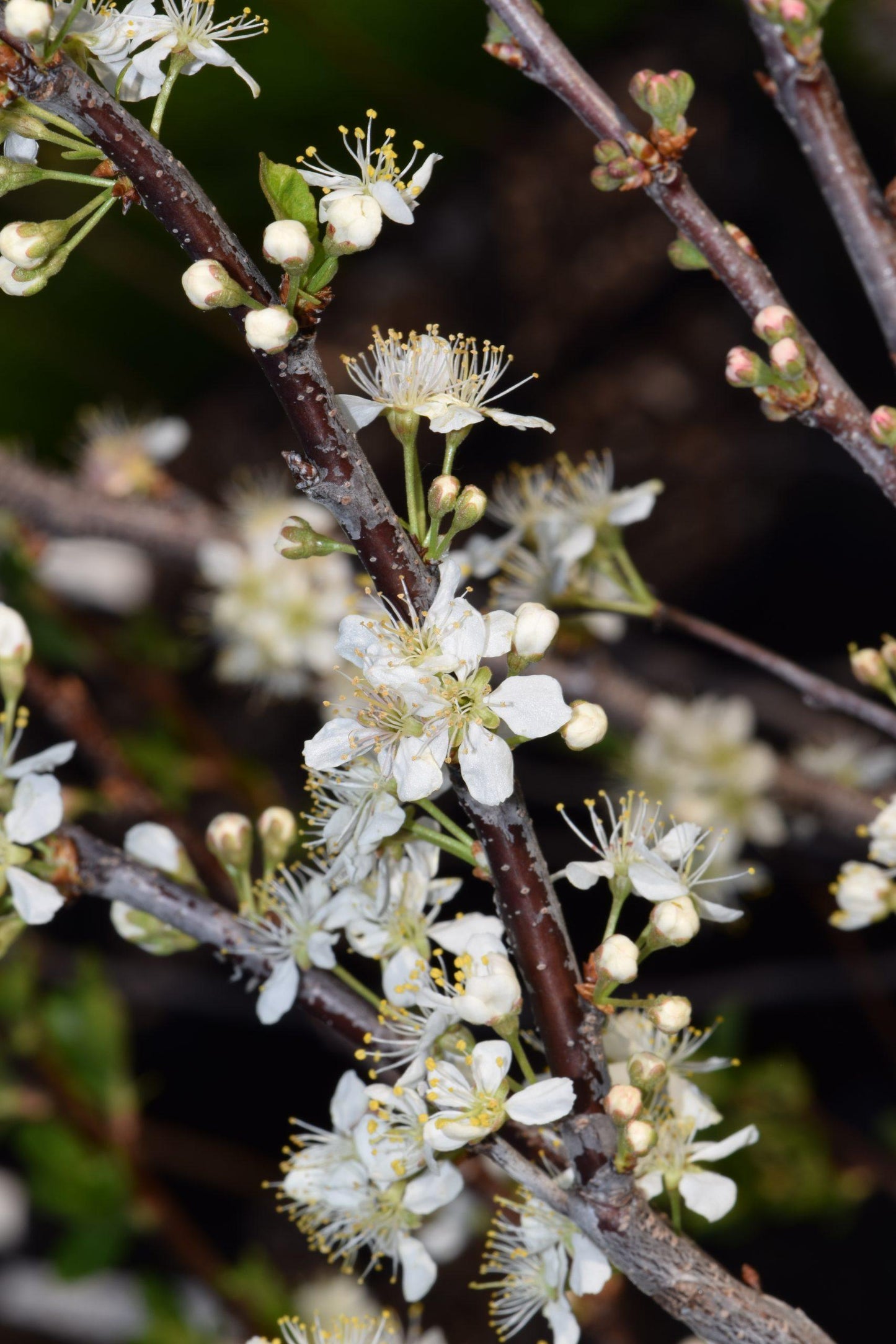 Prunus Maritima - View 8 from www redcrocus com