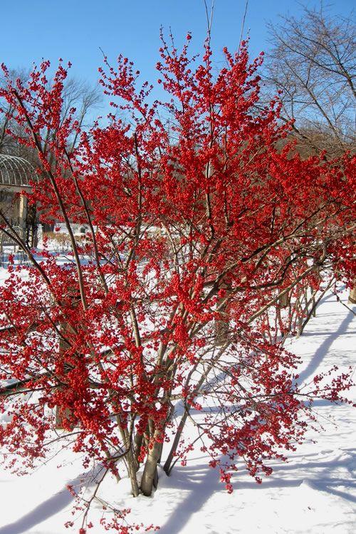 Ilex Verticillata Winter Red - View 19 from www redcrocus com