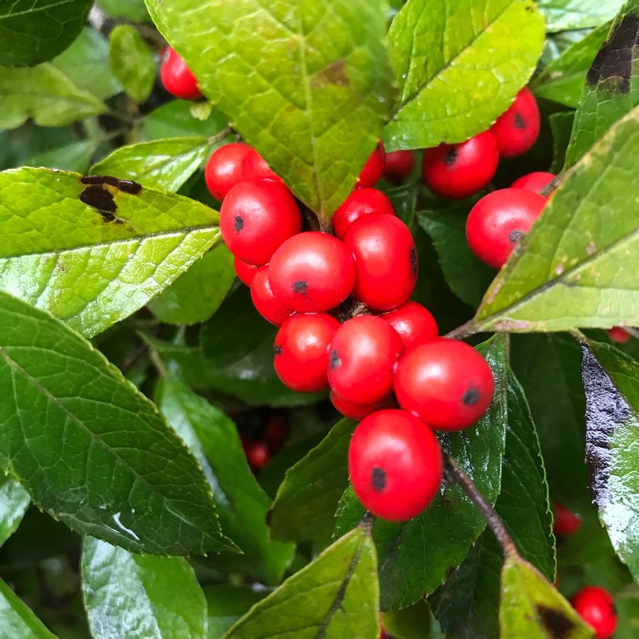 Ilex Verticillata Winter Red - View 20 from www redcrocus com