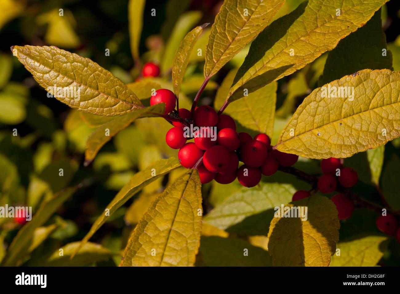 Ilex Verticillata Winter Red - View 6 from www redcrocus com
