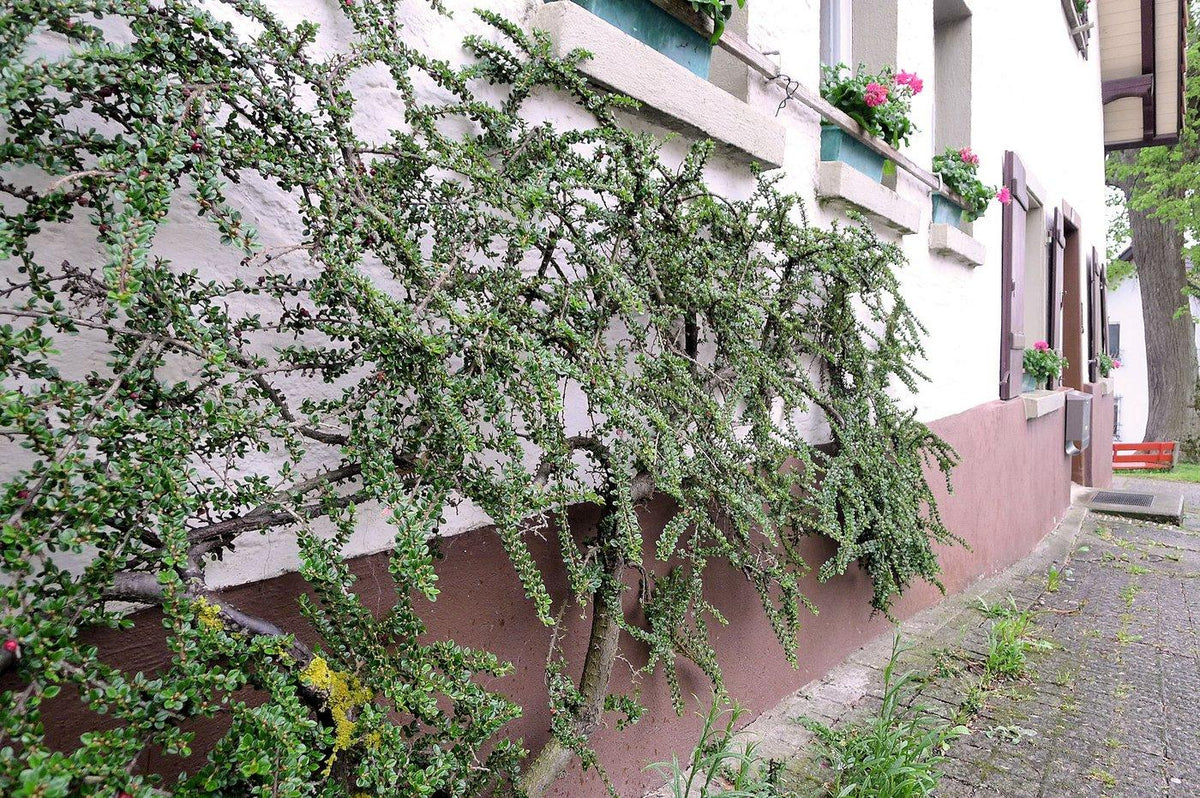 Cotoneaster Horizontalis - View 11 from www redcrocus com