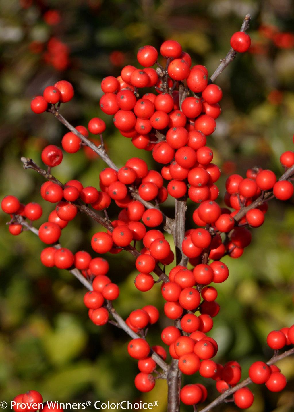 Ilex Verticillata Berry Heavy - View 3 from www redcrocus com