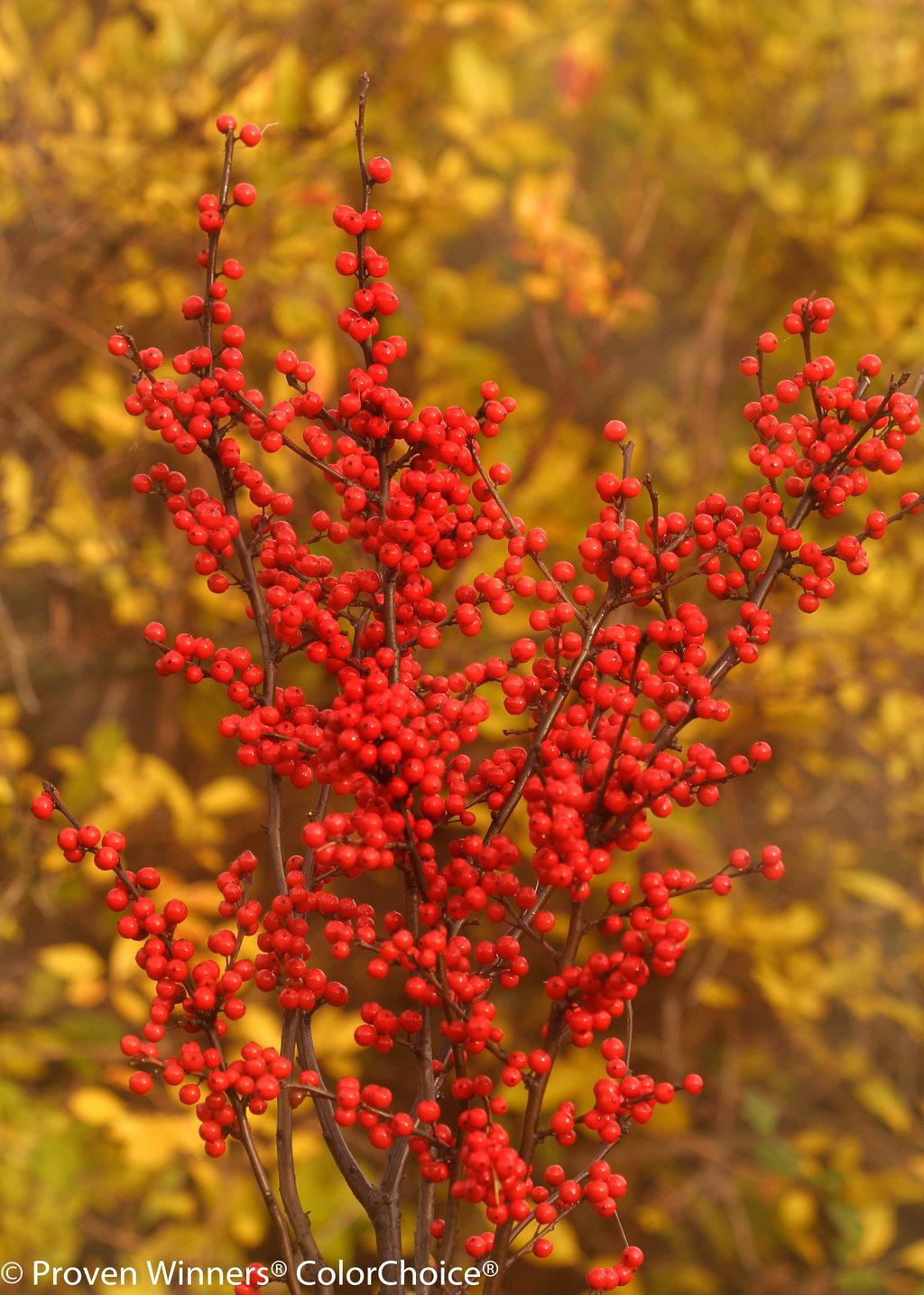Ilex Verticillata Berry Heavy - View 5 from www redcrocus com