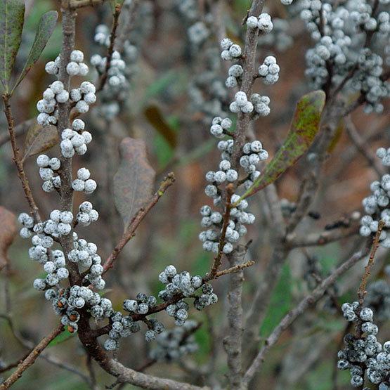 Myrica Pensylvanica - View 15 from www redcrocus com