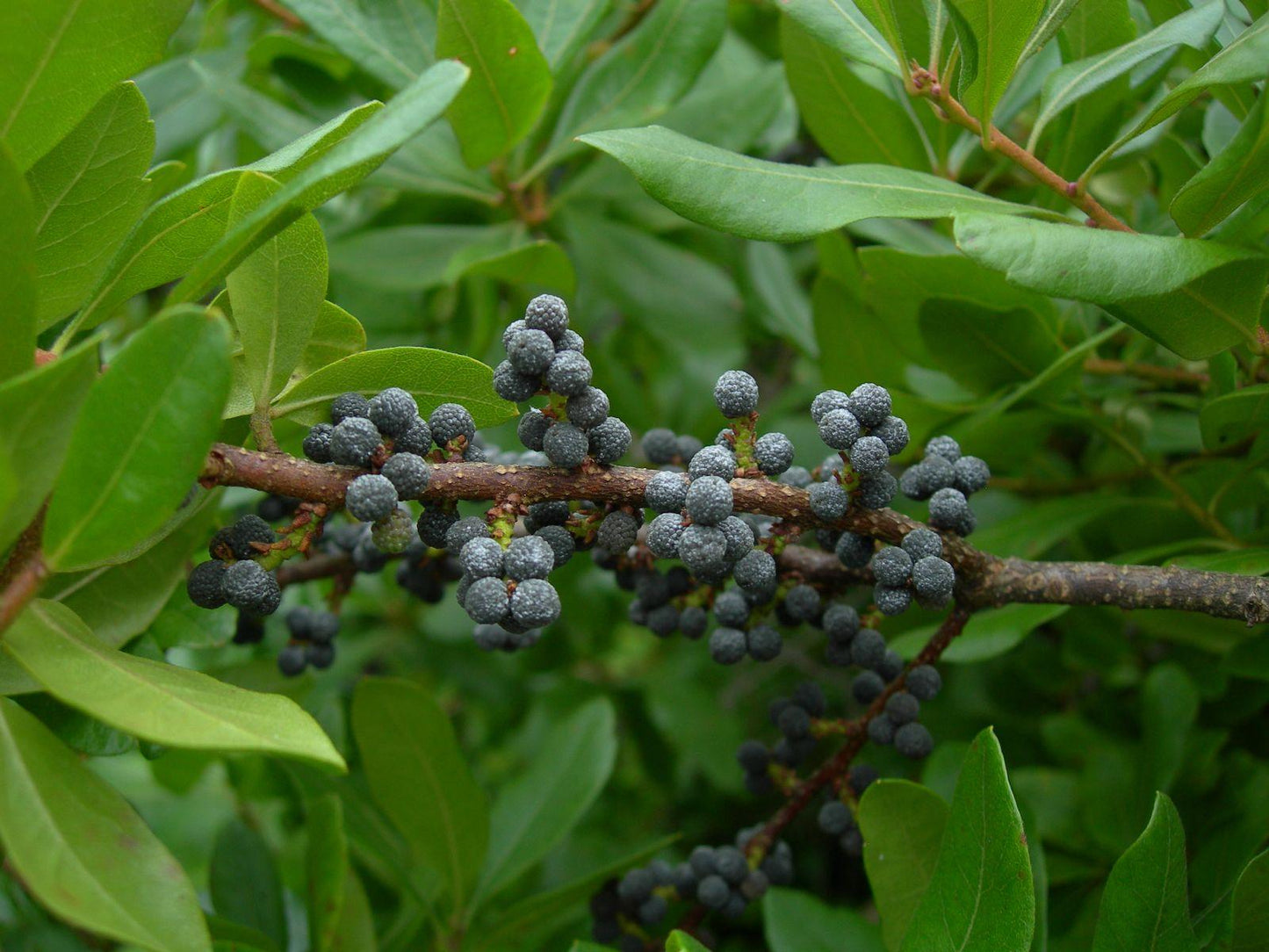 Myrica Pensylvanica - View 16 from www redcrocus com