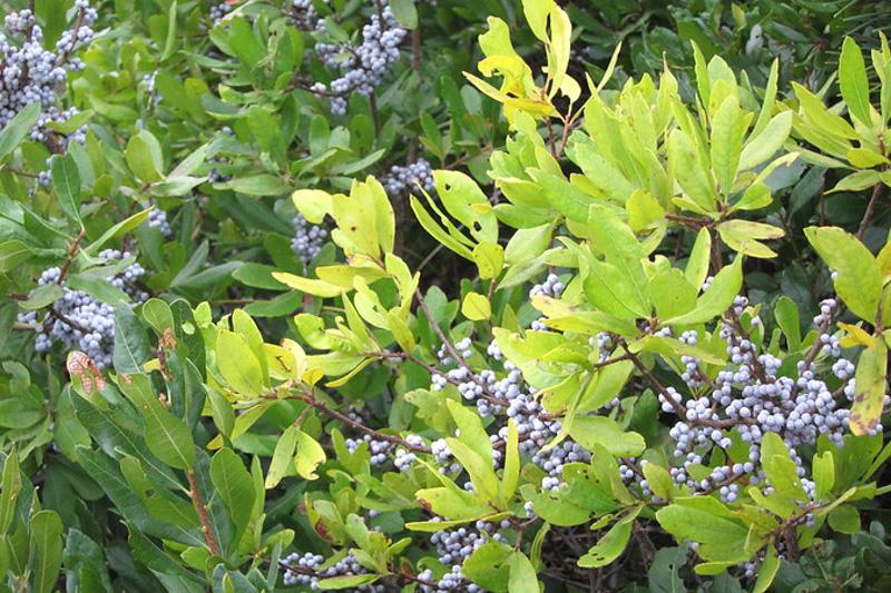 Myrica Pensylvanica - View 4 from www redcrocus com