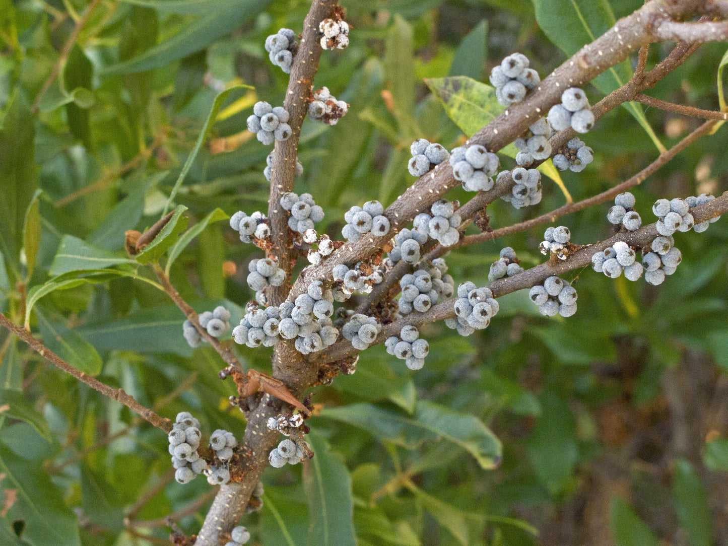 Myrica Pensylvanica - View 6 from www redcrocus com