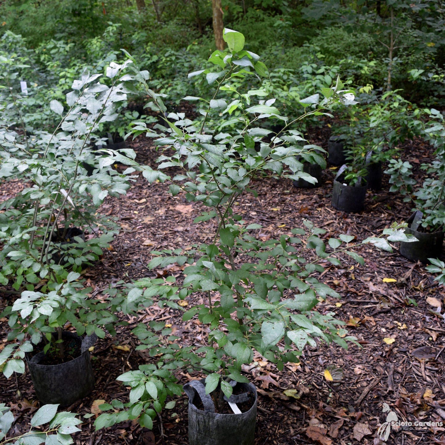 Ilex Verticillata Southern Gentleman - View 13 from www redcrocus com