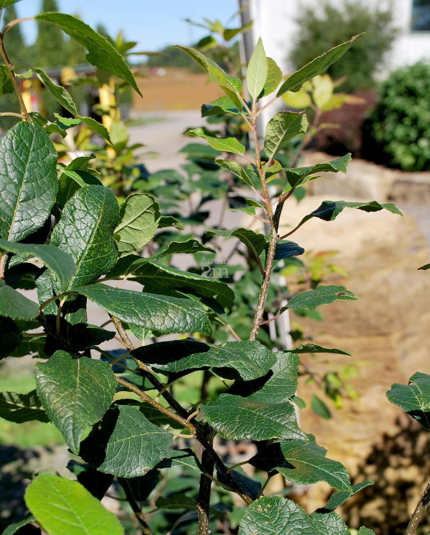 Ilex Verticillata Southern Gentleman - View 14 from www redcrocus com