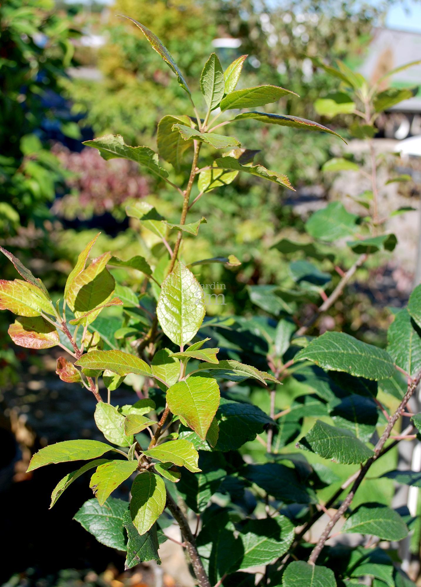 Ilex Verticillata Southern Gentleman - View 7 from www redcrocus com