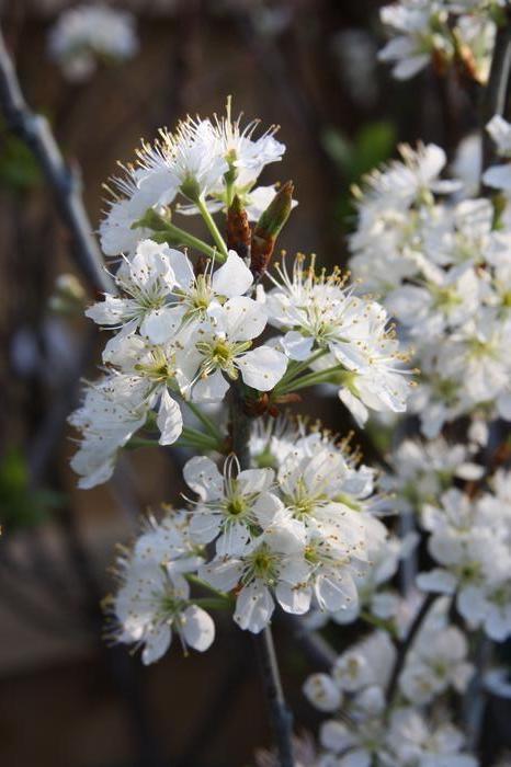 Prunus Maritima - View 10 from www redcrocus com