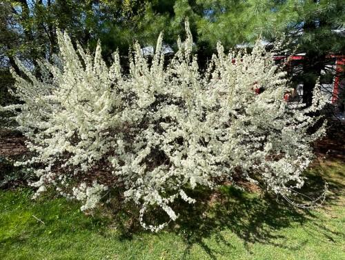 Prunus Maritima - View 11 from www redcrocus com