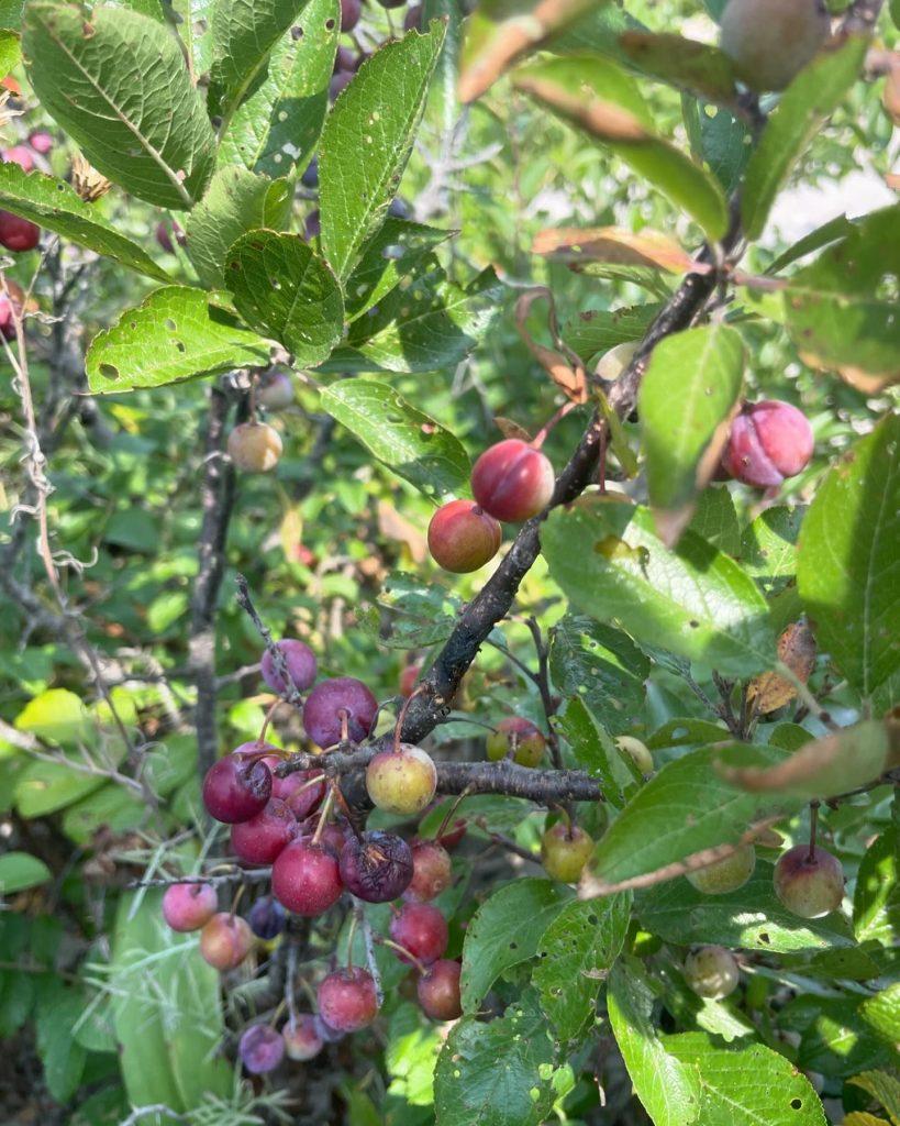 Prunus Maritima - View 16 from www redcrocus com