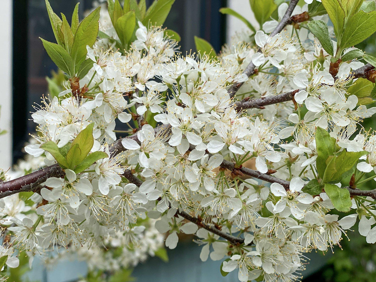Prunus Maritima - View 3 from www redcrocus com
