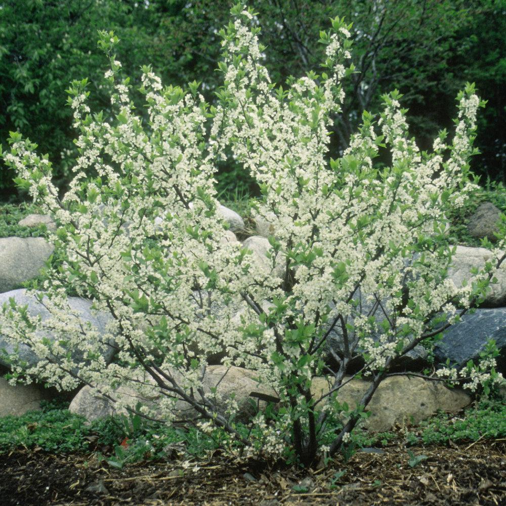 Prunus Maritima - View 5 from www redcrocus com
