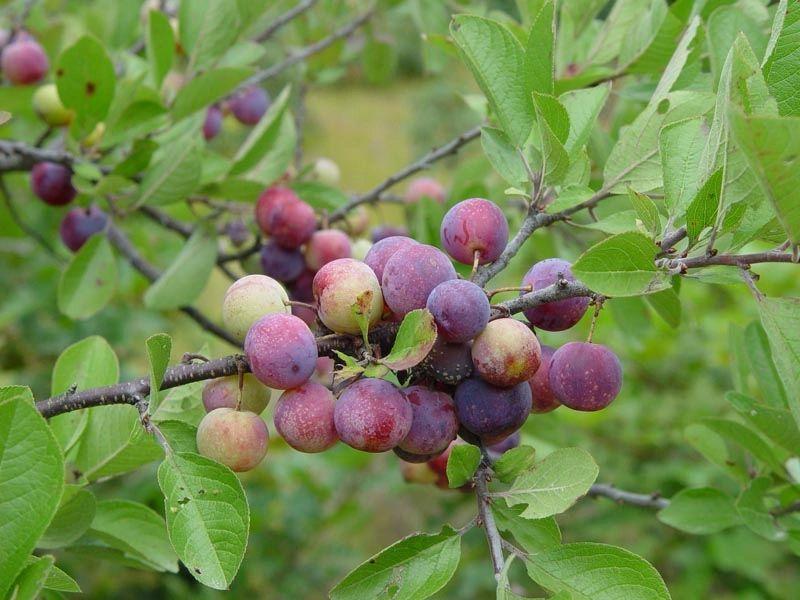 Prunus Maritima - View 6 from www redcrocus com