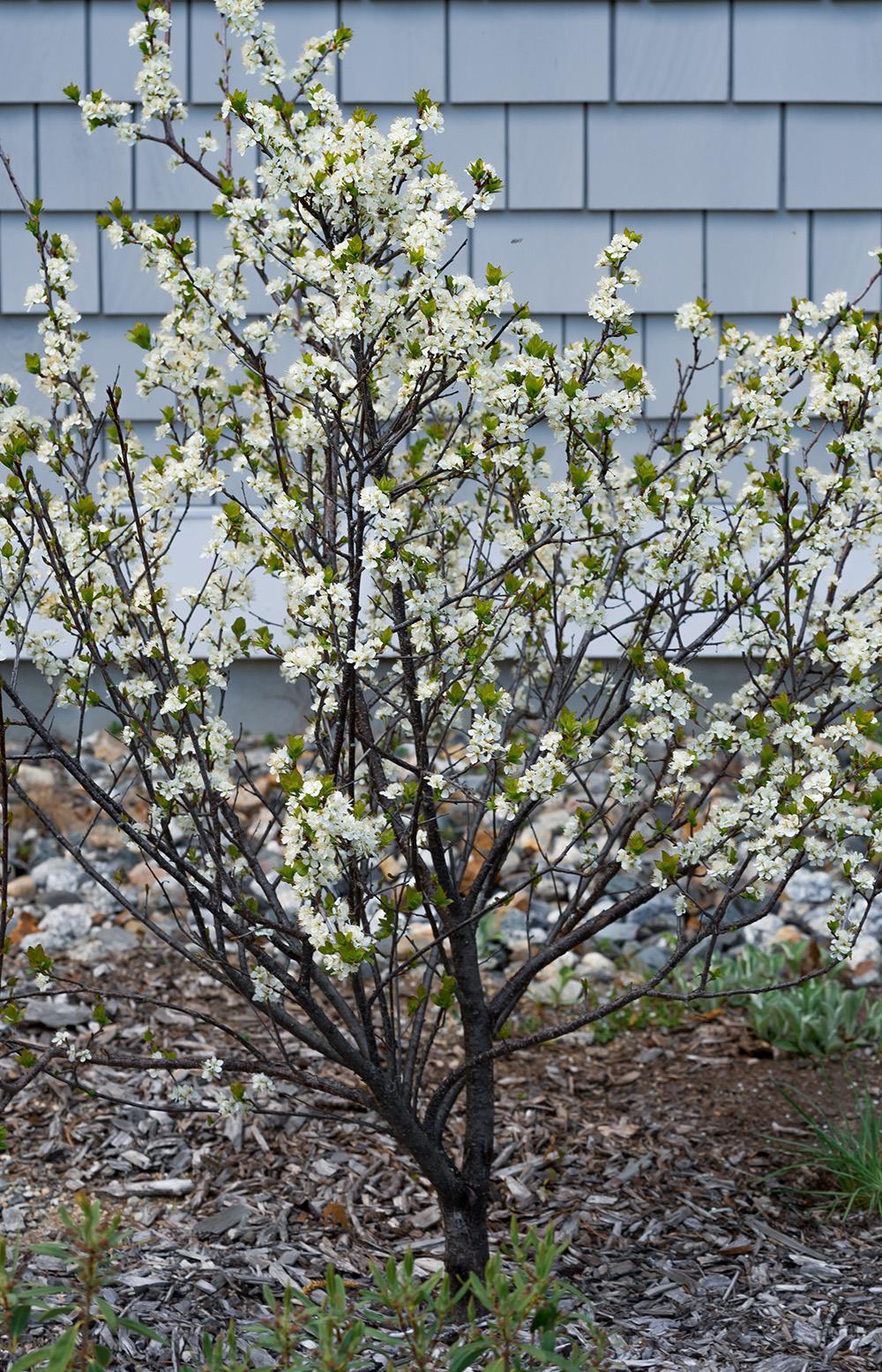 Prunus Maritima - View 9 from www redcrocus com