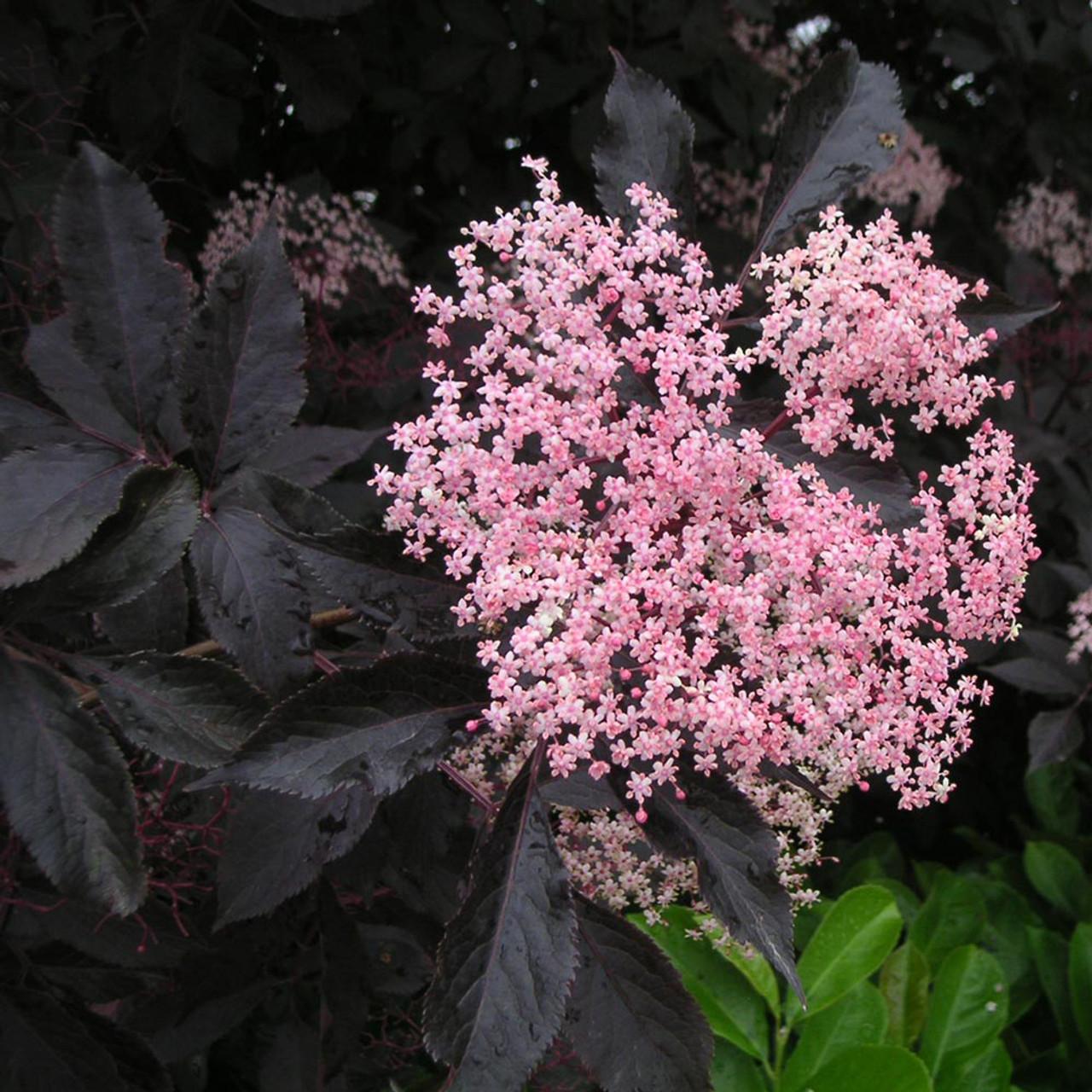Sambucus Nigra Black Lace - View 14 from www redcrocus com