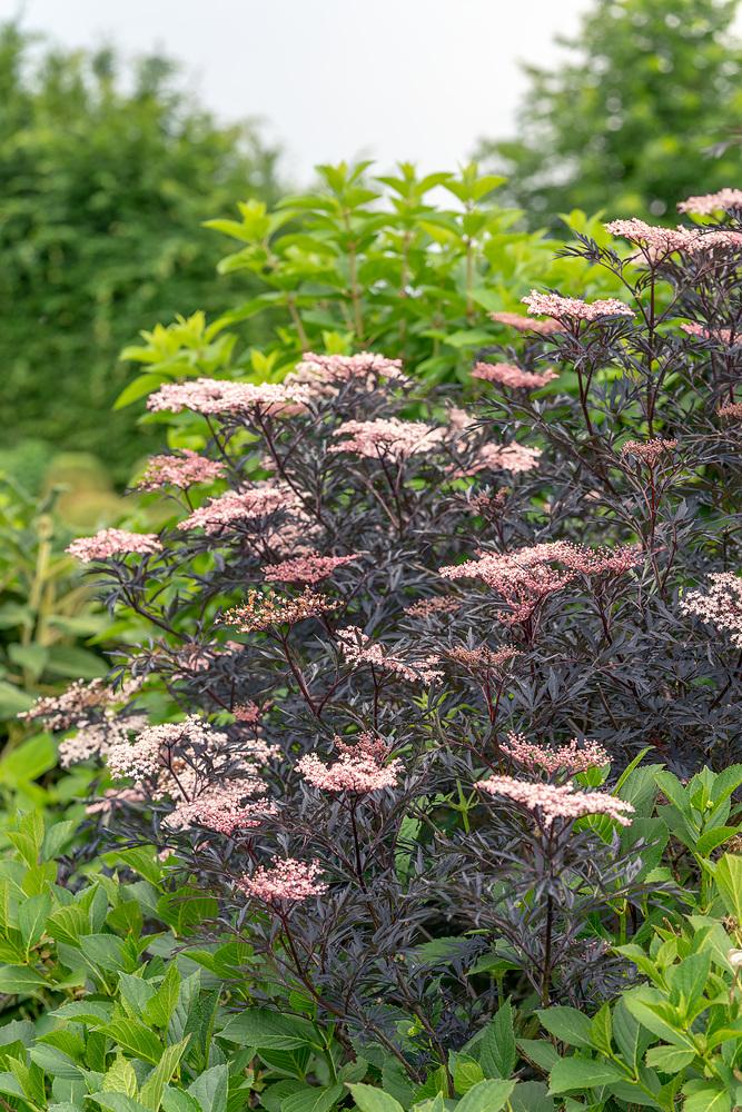 Sambucus Nigra Black Lace - View 15 from www redcrocus com