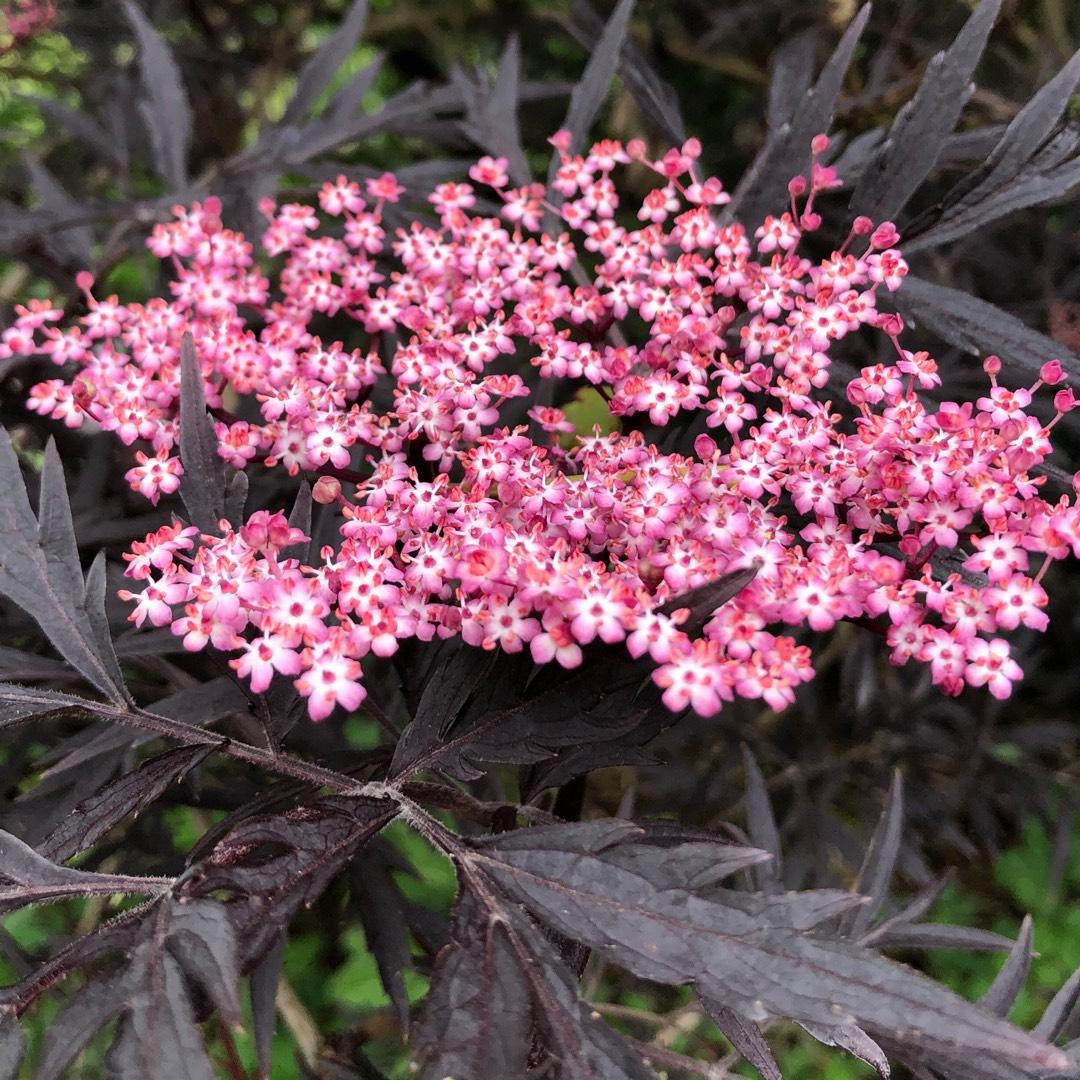Sambucus Nigra Black Lace - View 16 from www redcrocus com