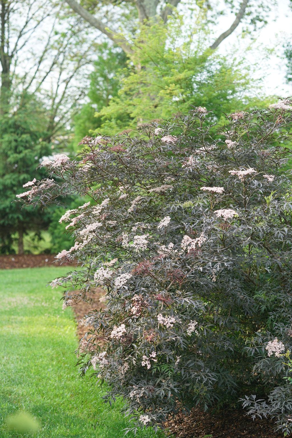 Sambucus Nigra Black Lace - View 17 from www redcrocus com