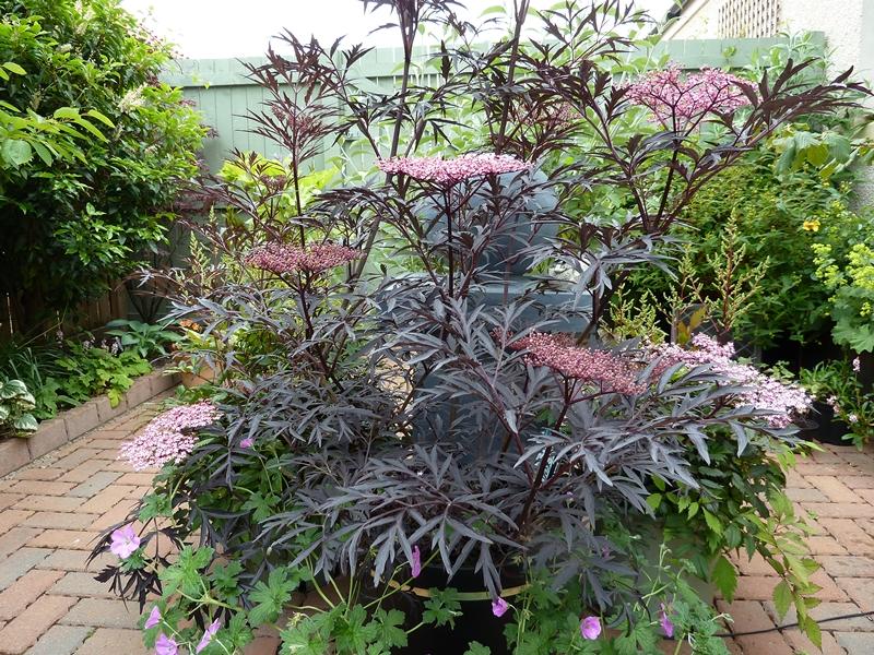 Sambucus Nigra Black Lace - View 2 from www redcrocus com