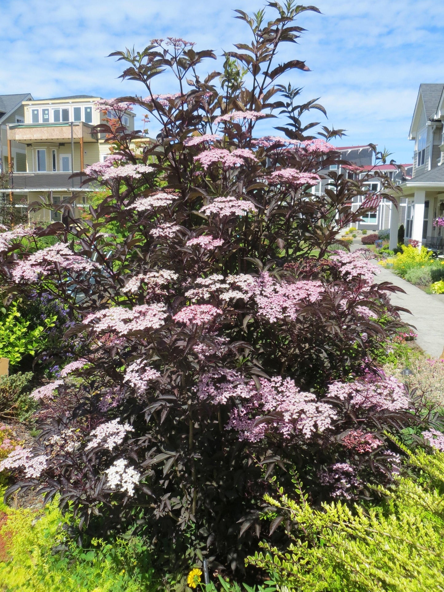 Sambucus Nigra Black Lace - View 3 from www redcrocus com