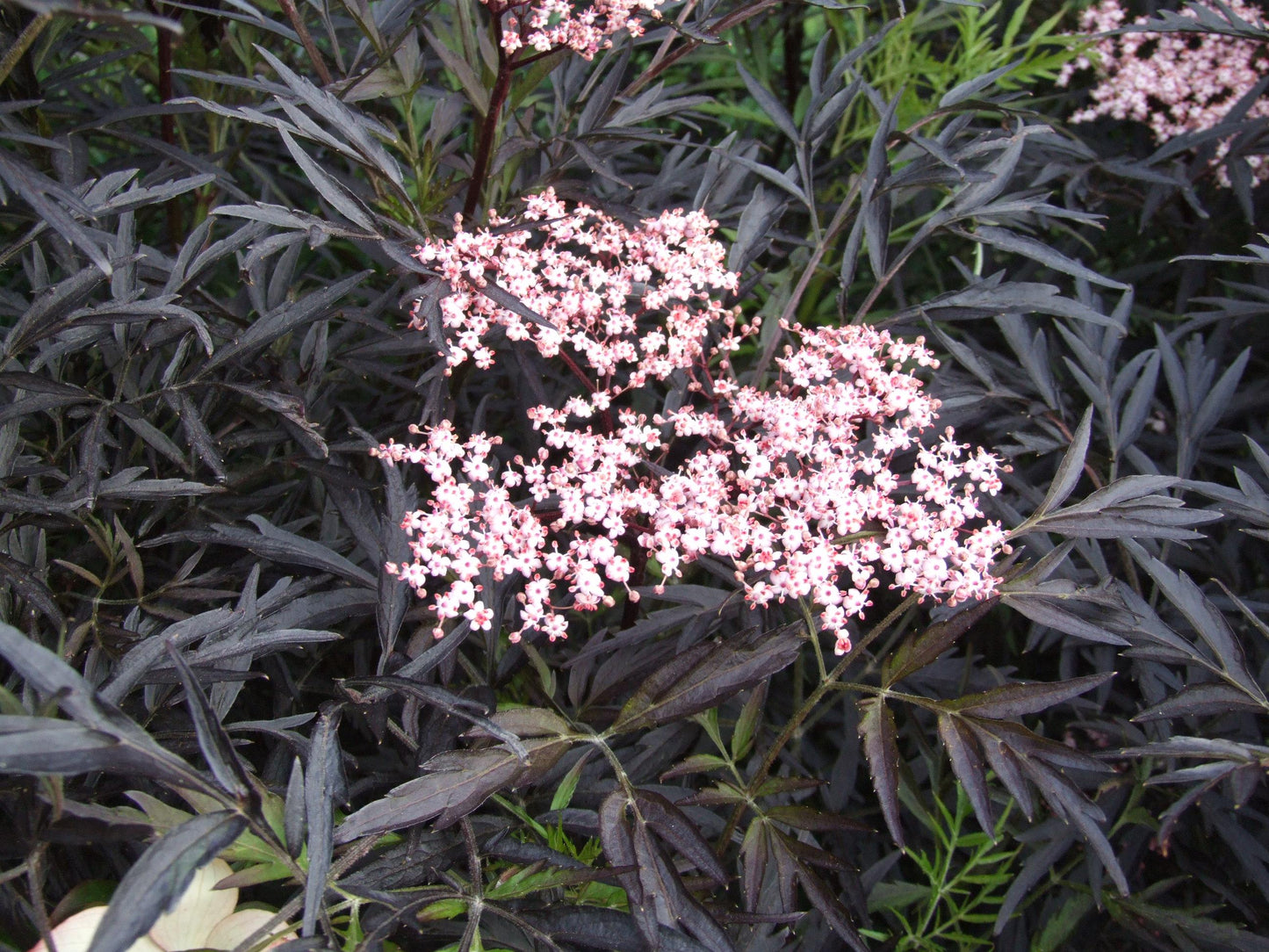 Sambucus Nigra Black Lace - View 4 from www redcrocus com