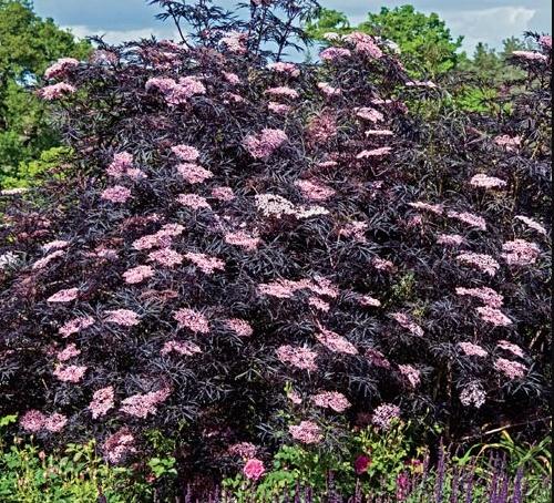 Sambucus Nigra Black Lace - View 6 from www redcrocus com