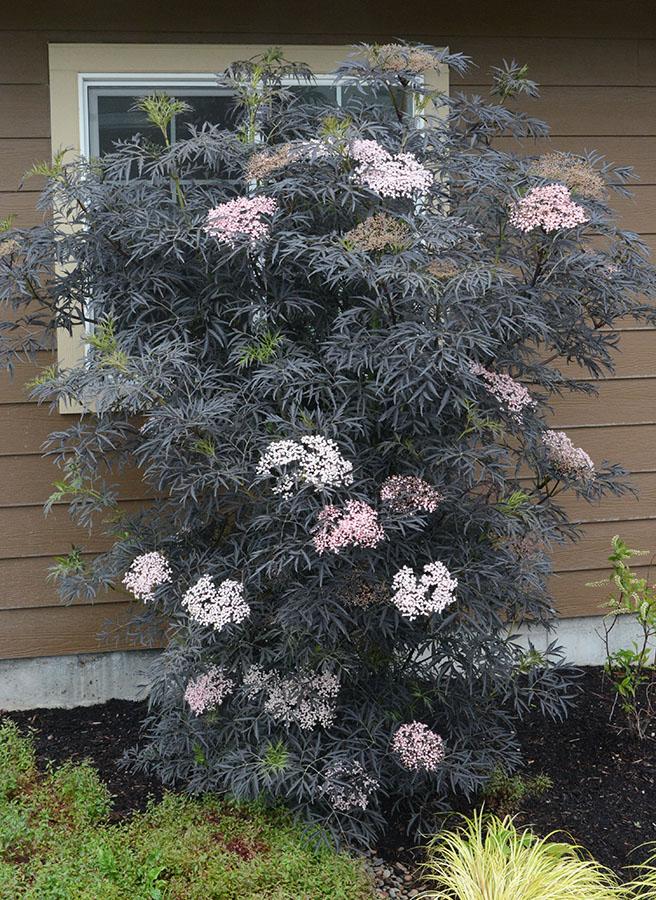 Sambucus Nigra Black Lace - View 7 from www redcrocus com