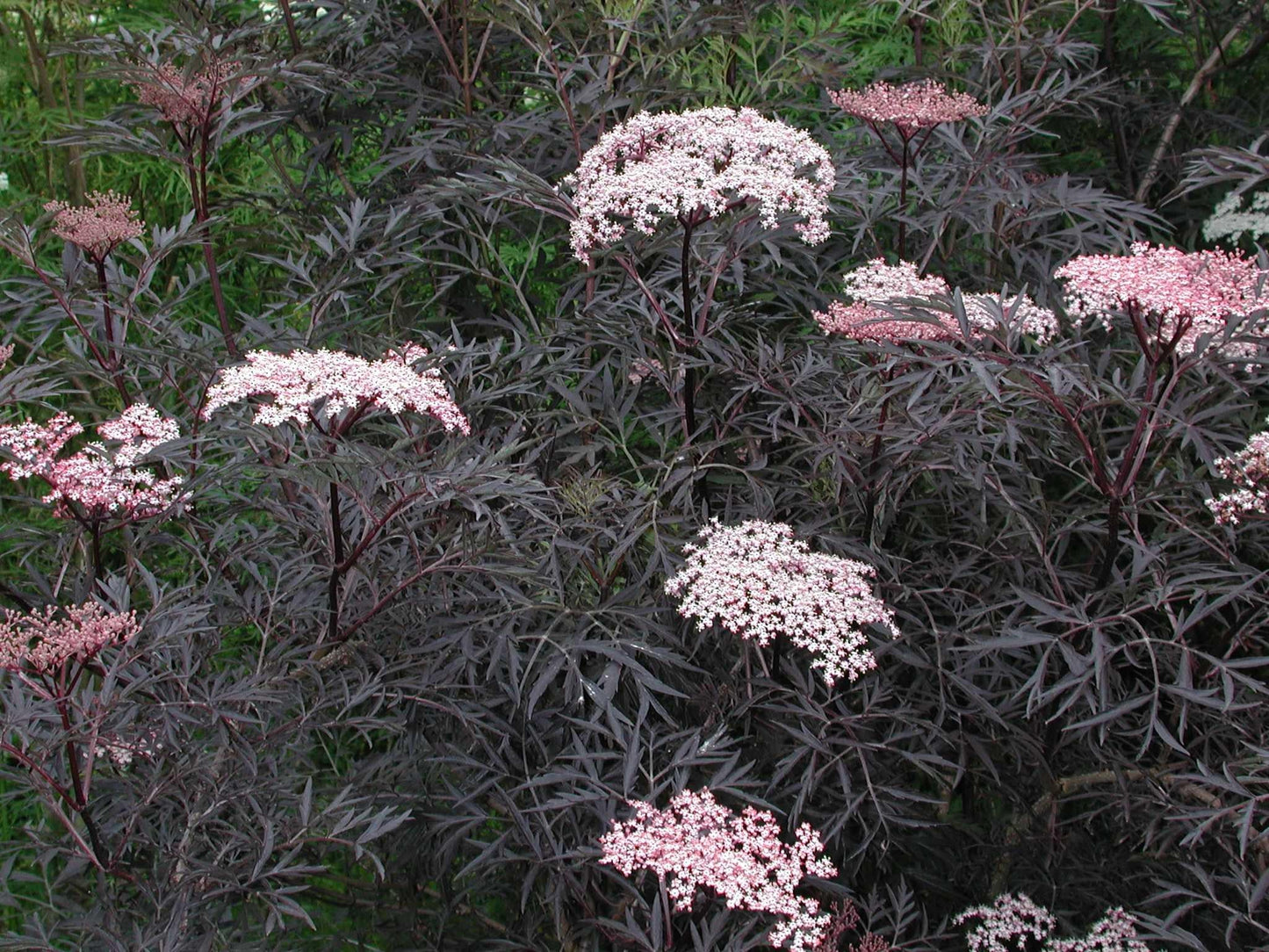 Sambucus Nigra Black Lace - View 8 from www redcrocus com