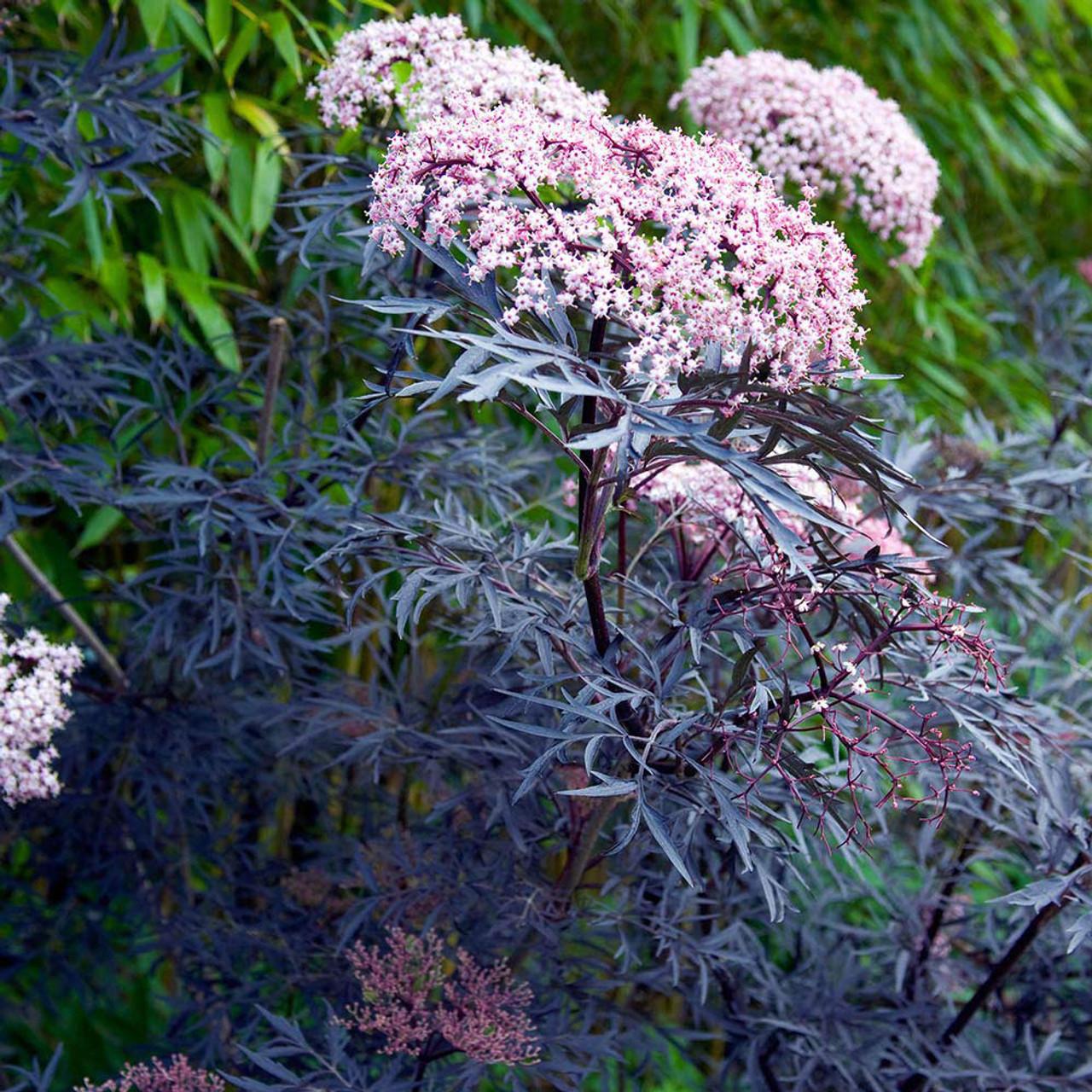 Sambucus Nigra Black Lace - View 9 from www redcrocus com
