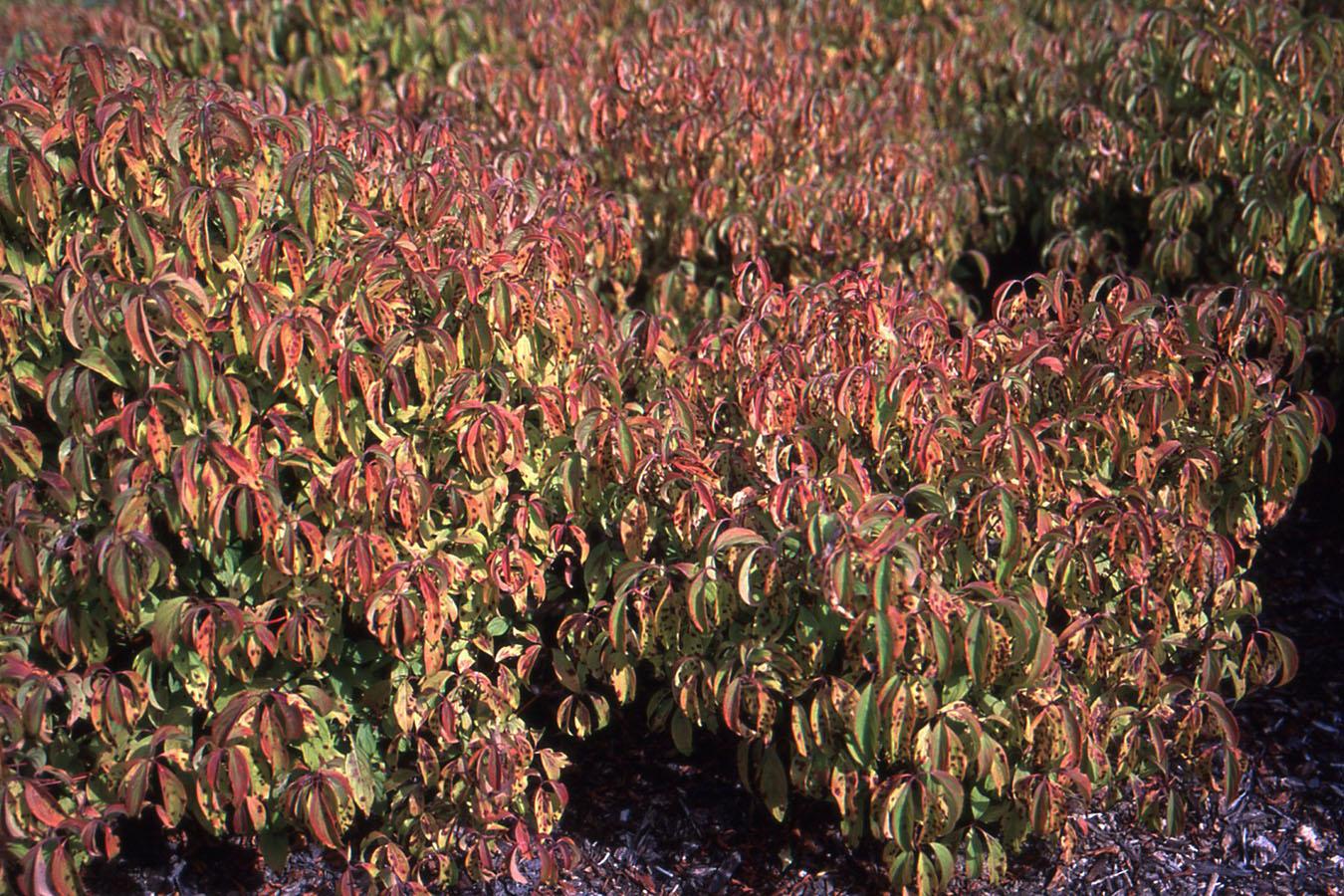 Cornus Sericea 'kelseyi' - View 11 from www redcrocus com