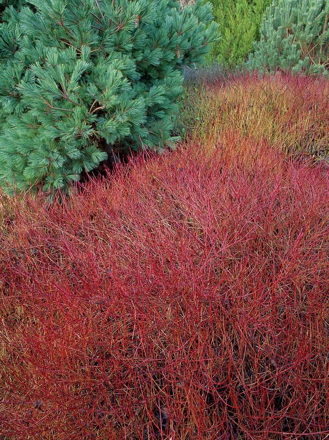 Cornus Sericea 'kelseyi' - View 12 from www redcrocus com