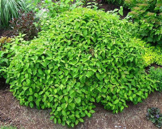 Cornus Sericea 'kelseyi' - View 14 from www redcrocus com
