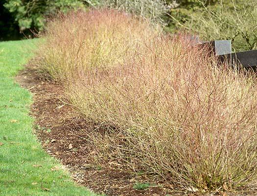 Cornus Sericea 'kelseyi' - View 15 from www redcrocus com