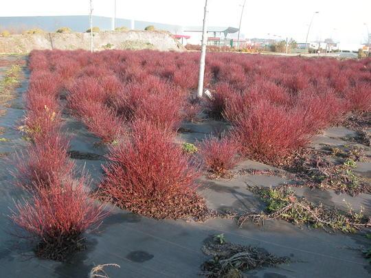 Cornus Sericea 'kelseyi' - View 16 from www redcrocus com