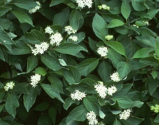 Cornus Sericea 'kelseyi' - View 17 from www redcrocus com