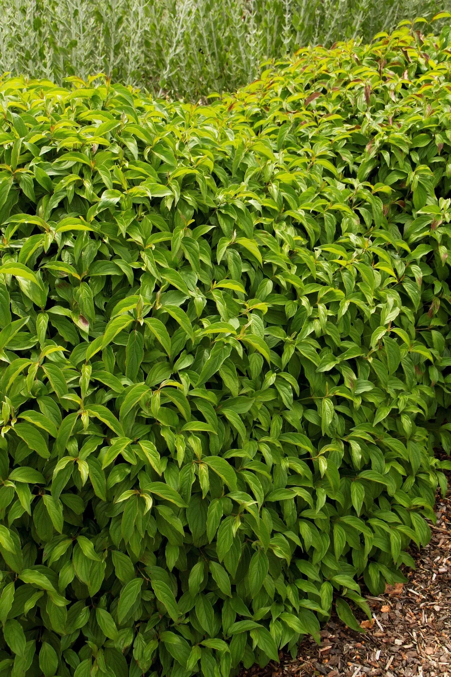 Cornus Sericea 'kelseyi' - View 18 from www redcrocus com